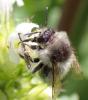 Bombus sylvarum